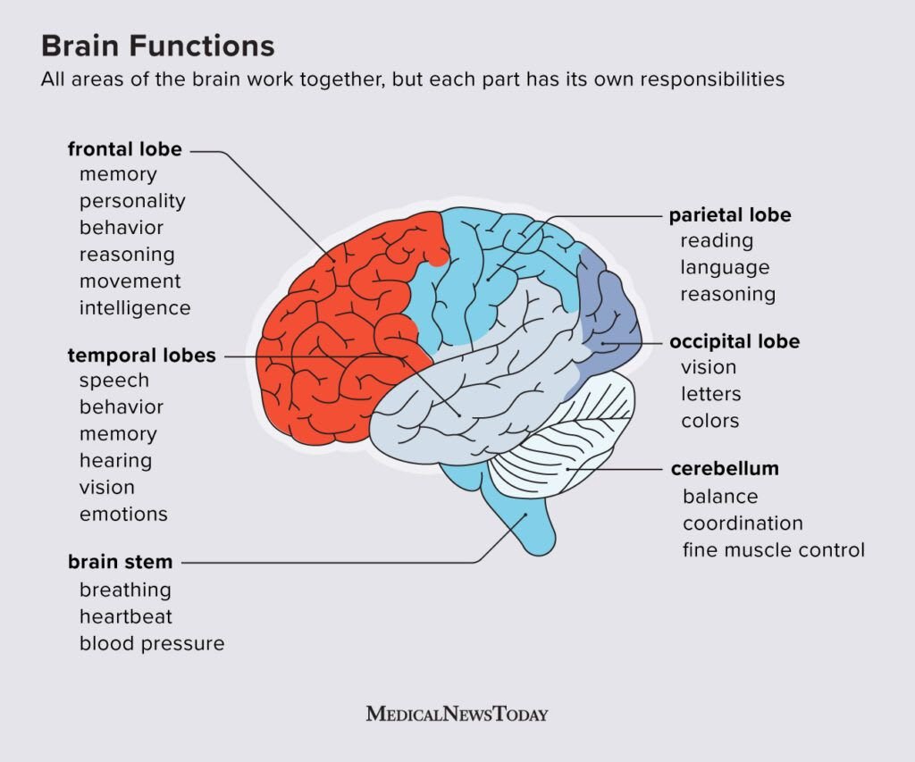 Diagram of the human brain showing different lobes and their specific cognitive and physiological functions
